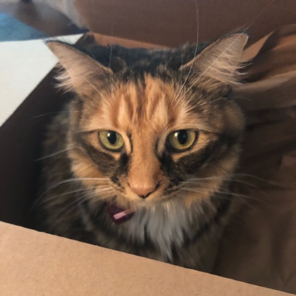 Meet the Posher Other - Meet your Posher, Ashley